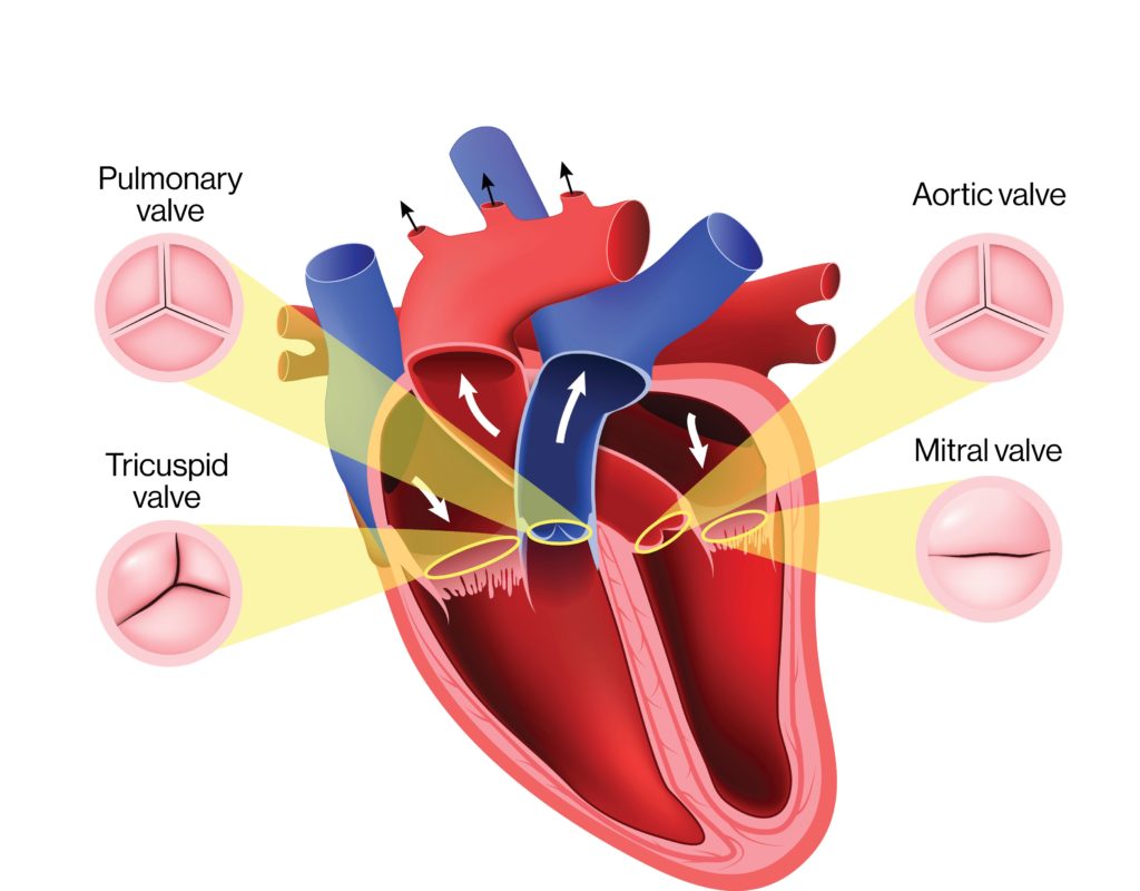 heart_valve_anatomy